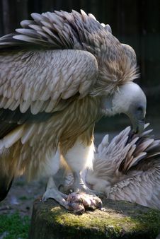 The Himalayan Griffon Vulture Royalty Free Stock Photography The Himalayan Griffon Vulture Royalty Free Stock Photography