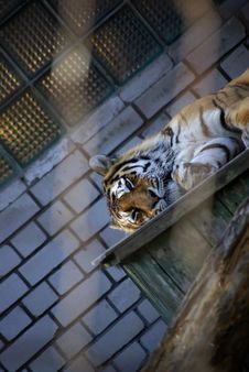Lonely Amur Tiger Royalty Free Stock Photography Lonely Amur Tiger Royalty Free Stock Photography