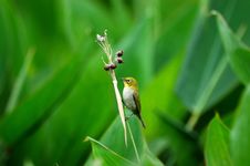 Bird And Mature Fruit Stock Photography Bird And Mature Fruit Stock Photography