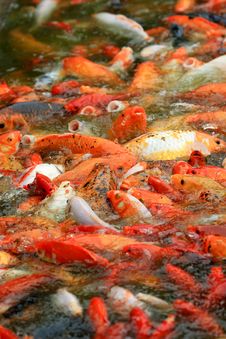 Goldfish Royalty Free Stock Photography Goldfish Royalty Free Stock Photography