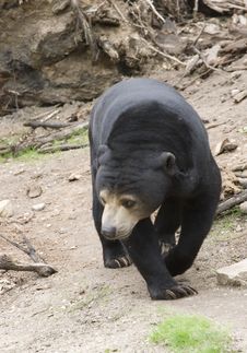 Sumatran Sun Bear Royalty Free Stock Photography Sumatran Sun Bear Royalty Free Stock Photography