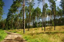 Trees In The Forest Stock Photo Trees In The Forest Stock Photo