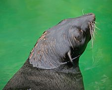 Fur Seal 2 Royalty Free Stock Image Fur Seal 2 Royalty Free Stock Image