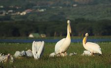 Pelicans Royalty Free Stock Photos Pelicans Royalty Free Stock Photos