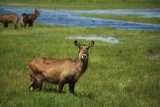 Waterbuck Stock Images