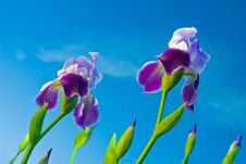 Iris On A Background Of The Sky Stock Images