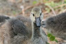 Canadian Goose Stock Photos Canadian Goose Stock Photos