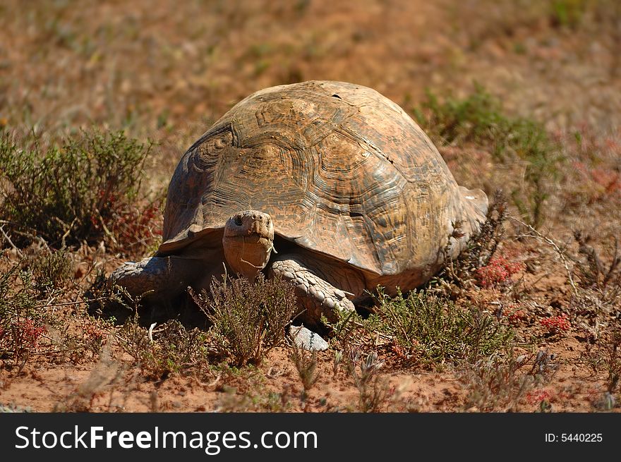 The Leopard tortoise(Geochelone pardalis) is a large and attractively marked tortoise found throughout the savannas of Africa, from Sudan to the southern Cape (South Africa)