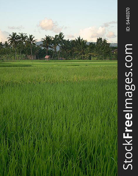 A Colourful Rice field backdrop on blue sky