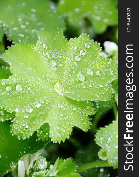 Beads of water resting on plant leaf after a shower. Beads of water resting on plant leaf after a shower