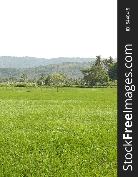 A Colourful Rice field backdrop on blue sky