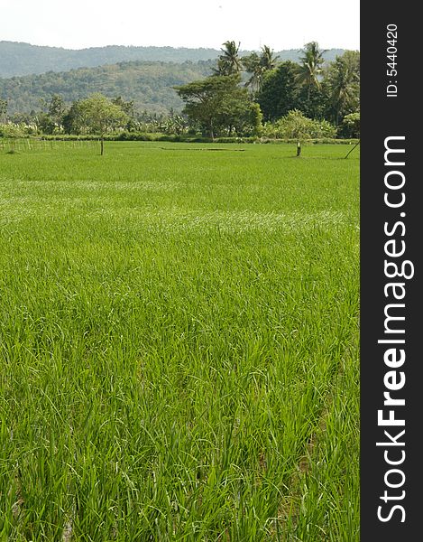 A Colourful Rice field backdrop on blue sky. A Colourful Rice field backdrop on blue sky