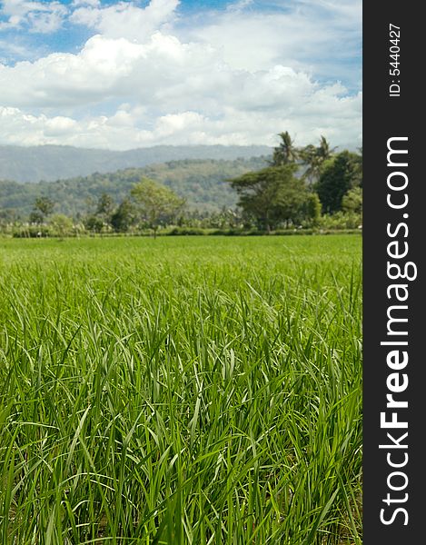 A Colourful Rice field backdrop on blue sky. A Colourful Rice field backdrop on blue sky