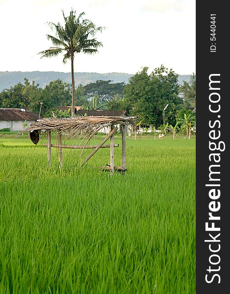 A close up shot of shelter on Rice field crop