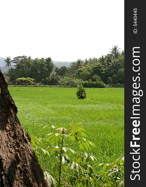 A Colourful Rice field backdrop on blue sky. A Colourful Rice field backdrop on blue sky