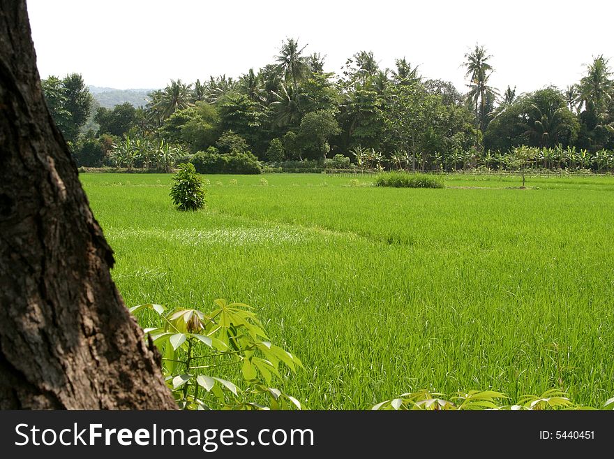 A Colourful Rice field backdrop on blue sky
