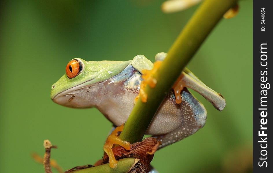 Image of a red eyed tree frog-agalychnis callidryas