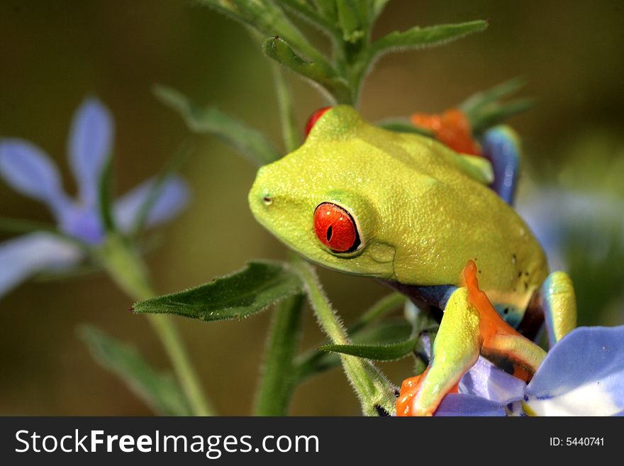 Red eyed tree frog