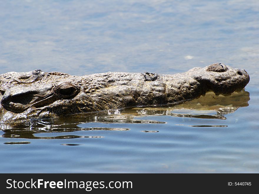 The close up of the hiding crocodile in waters of Punta Sur Ecological park on Cozumel island, Mexico.