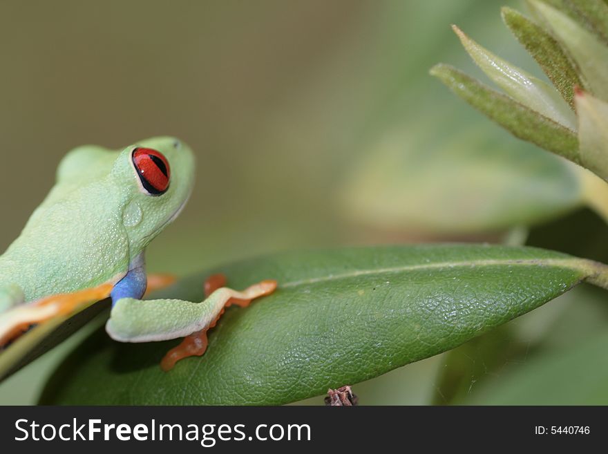 Image of a red eyed tree frog-agalychnis callidryas