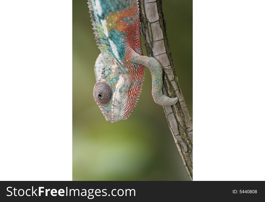 Male young panther chameleon Fucifer Pardalis on a branch