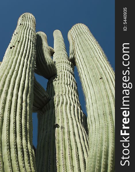 Looking up into the arms of an ancient saguaro cactus