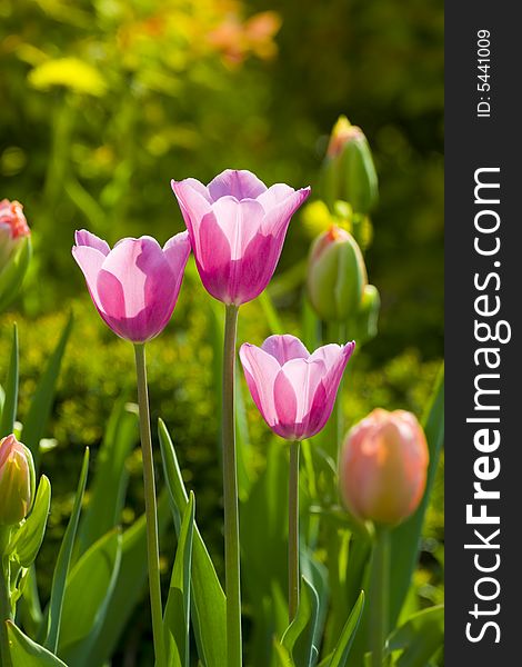 Three pink tulips, spring, sunlight