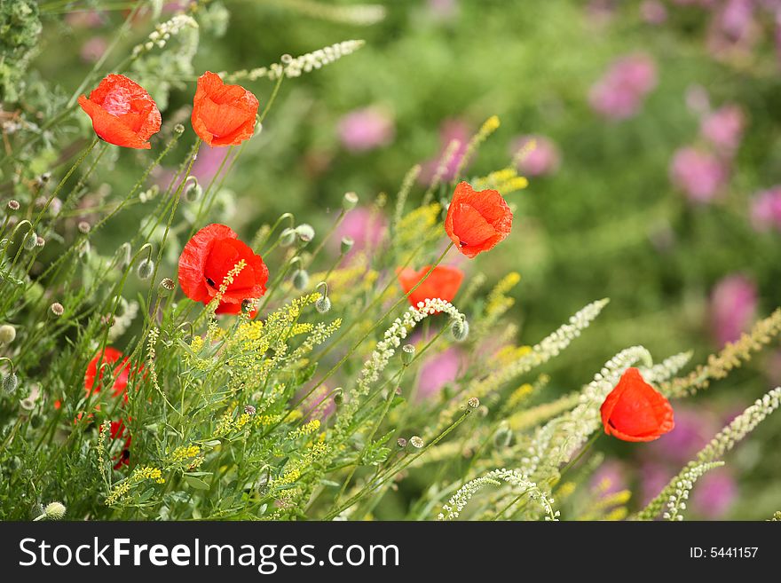 Summer meadow with red poppies