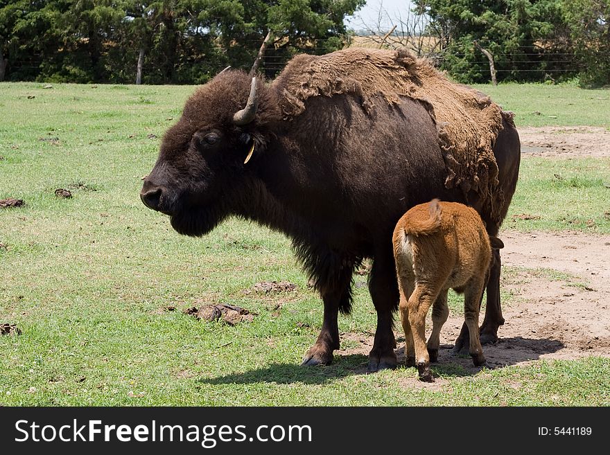 Buffalo calf nurses off its mother. Buffalo calf nurses off its mother.