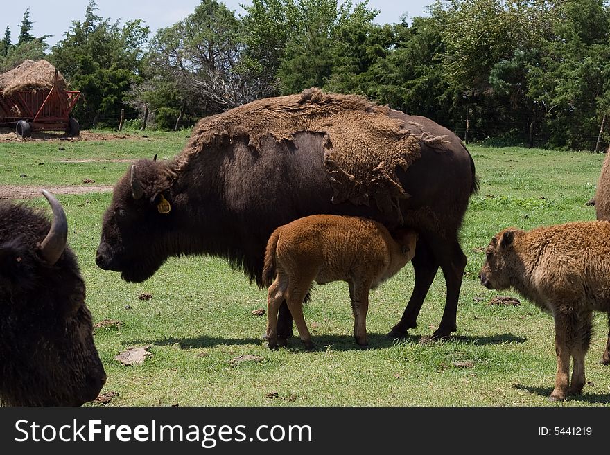 Nursing Bison Calf