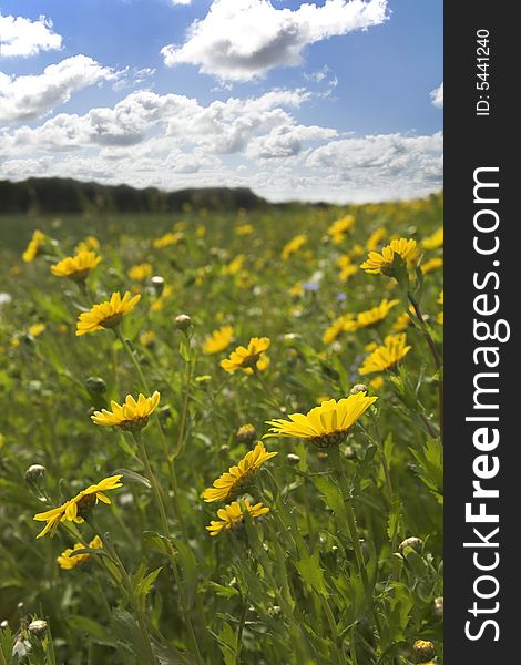 Corn Marigold extensive meadow on summers day. Corn Marigold extensive meadow on summers day