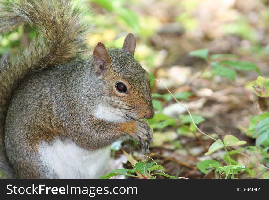 Close up of squirrel eating