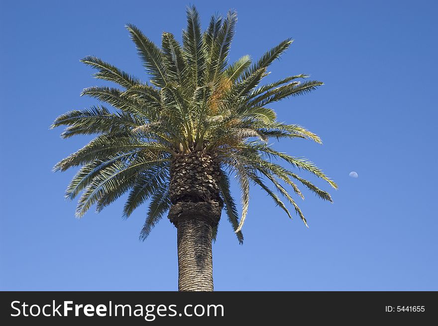 A single palm tree set against a clear blue sky...half moon shows up on the right side