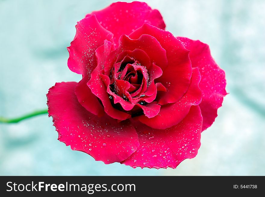 Red Rose isolated on a gray background. Red Rose isolated on a gray background