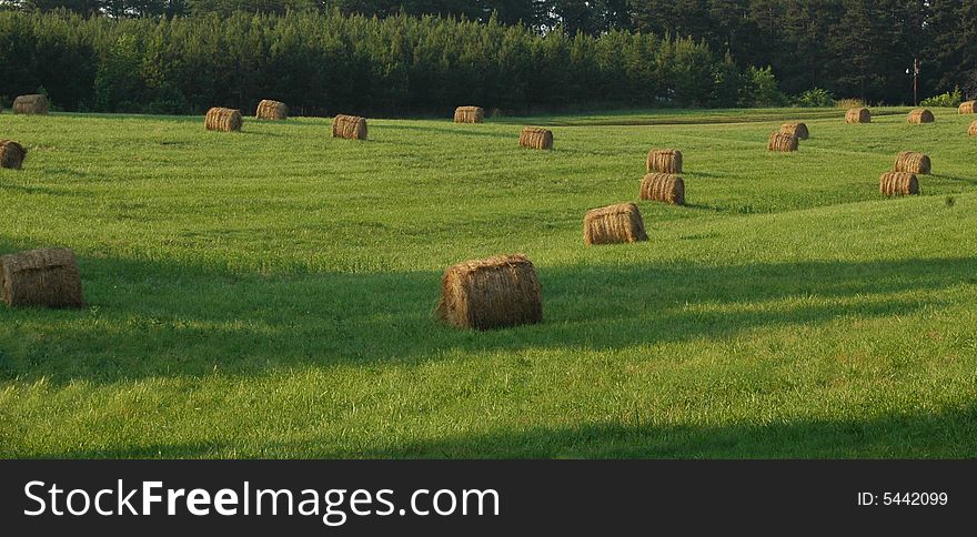 Bales of hay rolled up and ready to sell. Bales of hay rolled up and ready to sell.