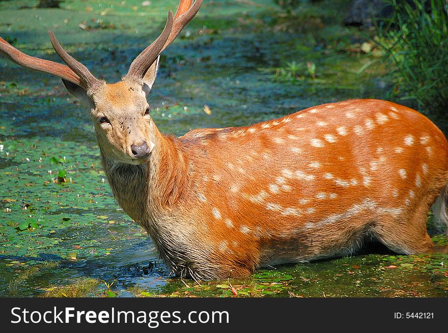 A spotted deer walking in a pond.
