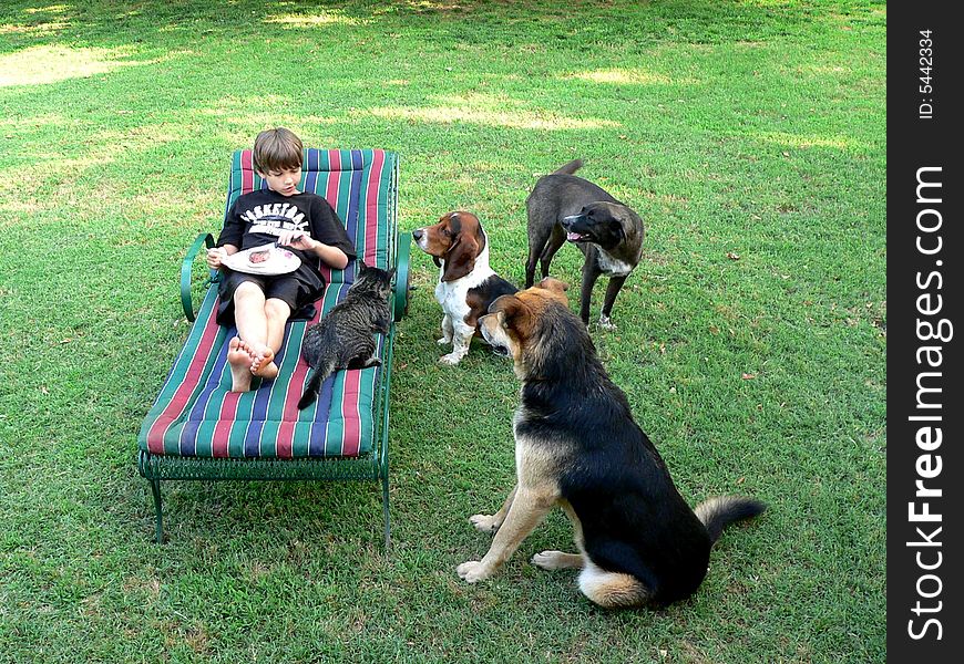 Boy eating in a reclining lawnchair on green lawn with 3 dogs and a cat wanting to share his picnic. Boy eating in a reclining lawnchair on green lawn with 3 dogs and a cat wanting to share his picnic