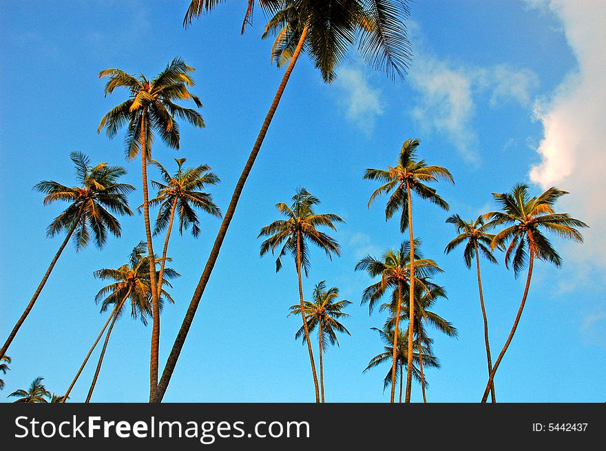 The Coconut Trees.