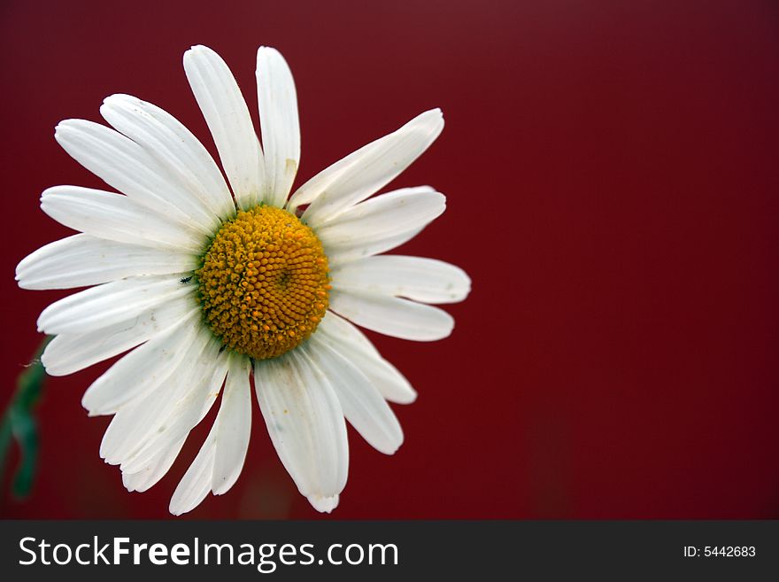 Singl camomile on red background