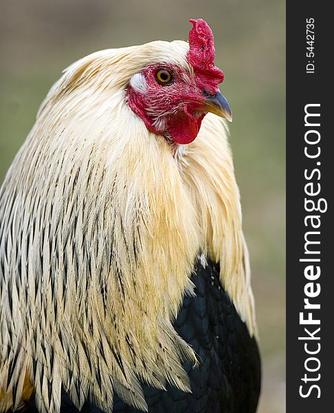 Portrait of a handsome Rooster with nice bokeh. Portrait of a handsome Rooster with nice bokeh