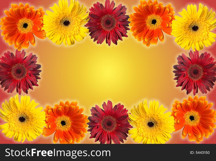 A frame of gerberas on yellow-red background. A frame of gerberas on yellow-red background
