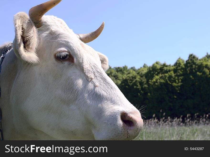 Cow looks at you. it grazes on meadow