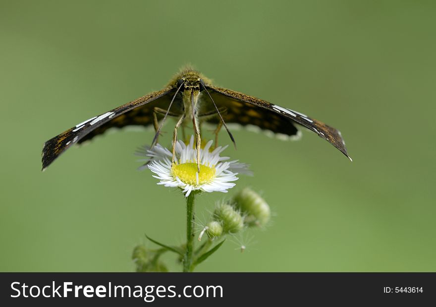 The white flowers of the butterfly above