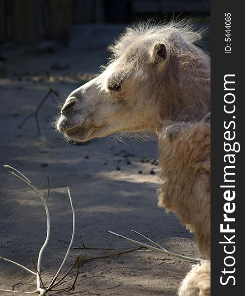 Portrait of Bactrian Camel