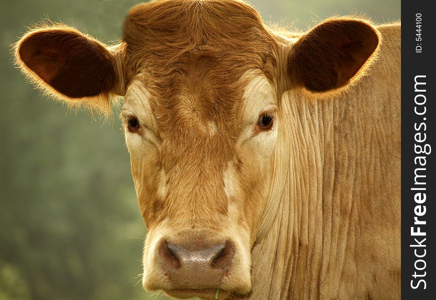A cow is looking in your eyes