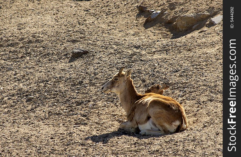 Armenian mouflon in desert background.