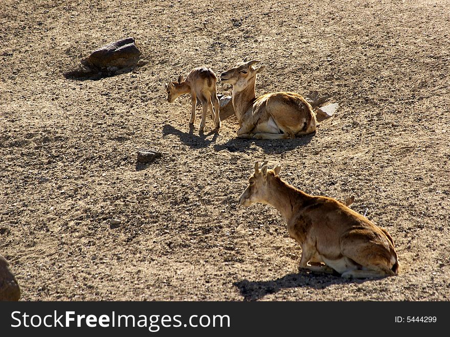 Three armenian mouflons in desert background.