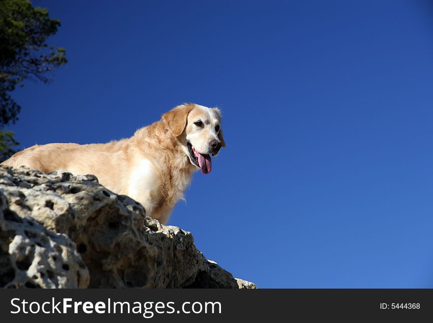 The dog is looking down from a rock on a coastline, Mallorca