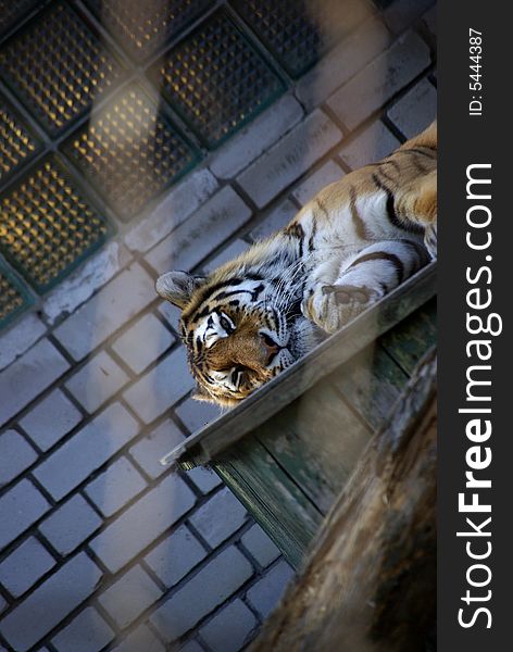 Lonely amur tiger lying down in Tallinn ZOO.