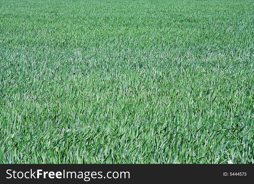 Shoot of grass field a windy day. Shoot of grass field a windy day